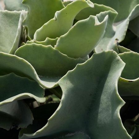 Casa Ulivo Agave Favignana At My Place Exteriör bild