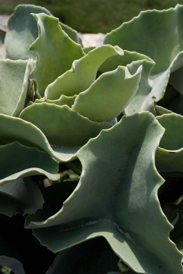 Casa Ulivo Agave Favignana At My Place Exteriör bild